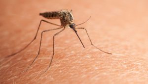 UAB professor receives award for malaria prevention study in pregnant women in Cameroon