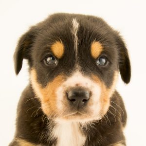 The 10 Best Dogs for Kids and Families